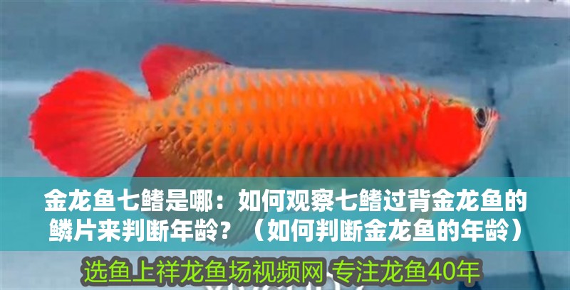 金龍魚七鰭是哪：如何觀察七鰭過背金龍魚的鱗片來判斷年齡？（如何判斷金龍魚的年齡）