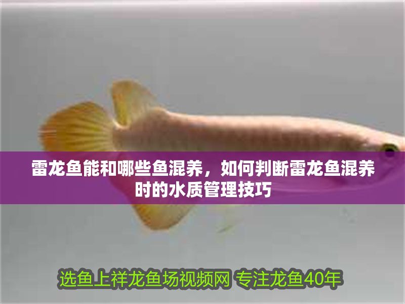 雷龍魚能和哪些魚混養，如何判斷雷龍魚混養時的水質管理技巧