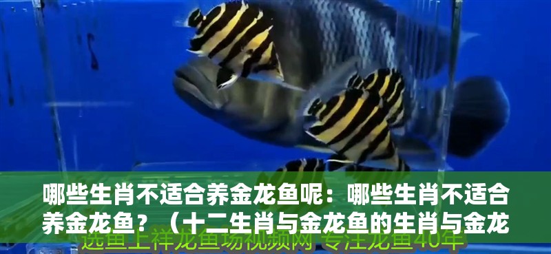 哪些生肖不適合養(yǎng)金龍魚呢：哪些生肖不適合養(yǎng)金龍魚？（十二生肖與金龍魚的生肖與金龍魚的相處可能并不理想）