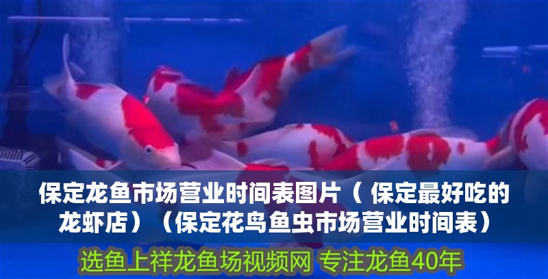 什么魚能和龍魚、虎魚混養(龍魚能和虎魚混養嗎) 保定龍魚市場營業時間表圖片( 保定最好吃的龍蝦店)(保定花鳥魚蟲市場營業時間表) 觀賞魚百科 保定龍魚市場營業時間表圖片( 保定最好吃的龍蝦店)(保定花鳥魚蟲市場營業時間表) 保定龍魚市場營業時間表圖片( 保定最好吃的龍蝦店)(保定花鳥魚蟲市場營業時間表) 觀賞魚百科