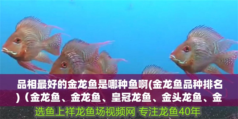 品相最好的金龍魚是哪種魚啊(金龍魚品種排名)（金龍魚、金龍魚、皇冠龍魚、金頭龍魚、金頭龍魚、金頭龍魚）