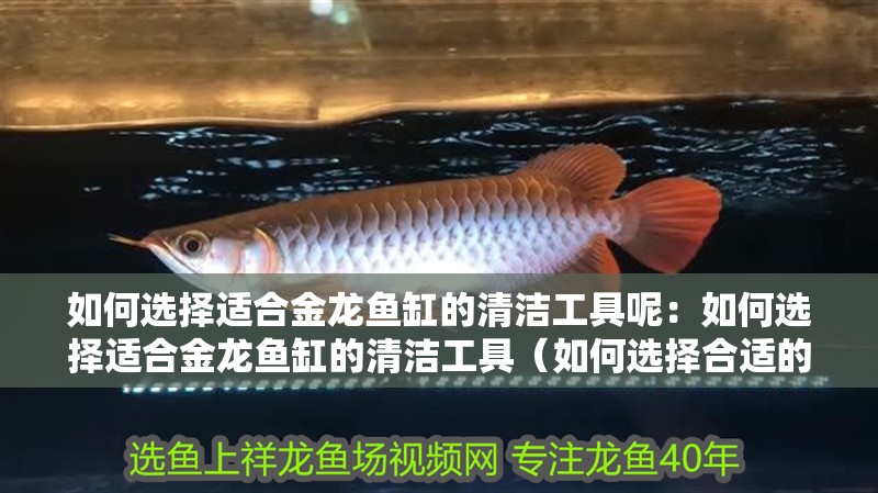 如何選擇適合金龍魚缸的清潔工具呢：如何選擇適合金龍魚缸的清潔工具（如何選擇合適的清潔工具）