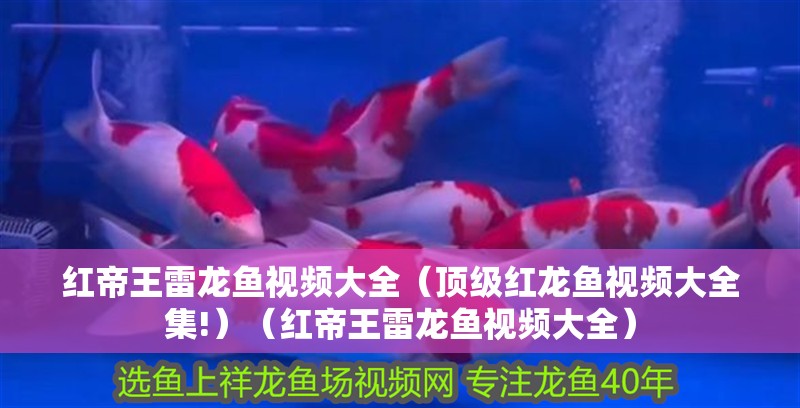 紅帝王雷龍魚視頻大全（頂級(jí)紅龍魚視頻大全集!）（紅帝王雷龍魚視頻大全）