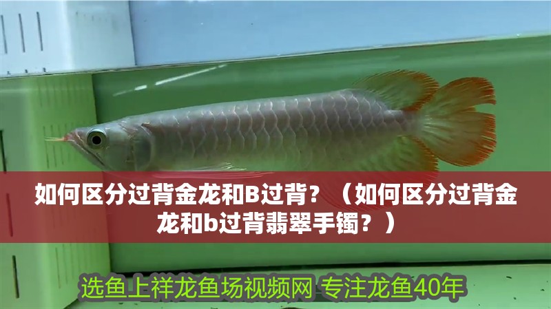 如何區分過背金龍和B過背？（如何區分過背金龍和b過背翡翠手鐲？）