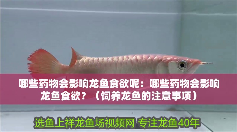 哪些藥物會影響龍魚食欲呢：哪些藥物會影響龍魚食欲？（飼養(yǎng)龍魚的注意事項）