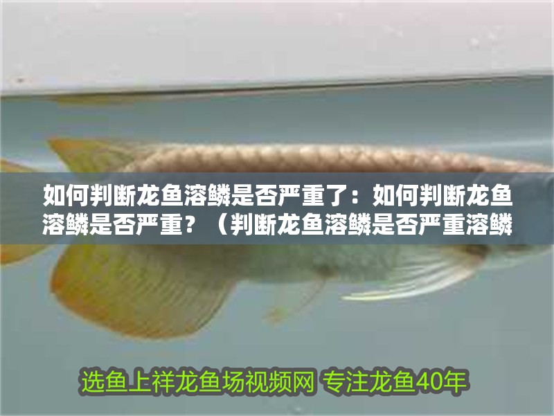 如何判斷龍魚(yú)溶鱗是否嚴(yán)重了：如何判斷龍魚(yú)溶鱗是否嚴(yán)重？（判斷龍魚(yú)溶鱗是否嚴(yán)重溶鱗，龍魚(yú)溶鱗是否嚴(yán)重溶鱗）