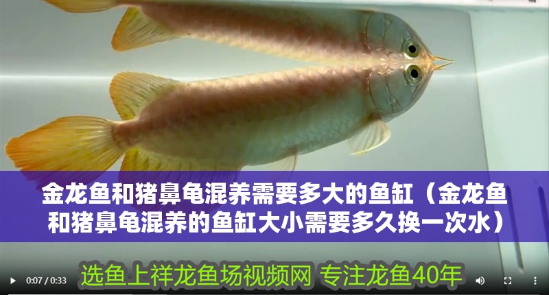 金龍魚和豬鼻龜混養需要多大的魚缸（金龍魚和豬鼻龜混養的魚缸大小需要多久換一次水）