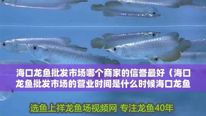 海口龍魚批發市場哪個商家的信譽最好（海口龍魚批發市場的營業時間是什么時候海口龍魚批發市場營業時間）