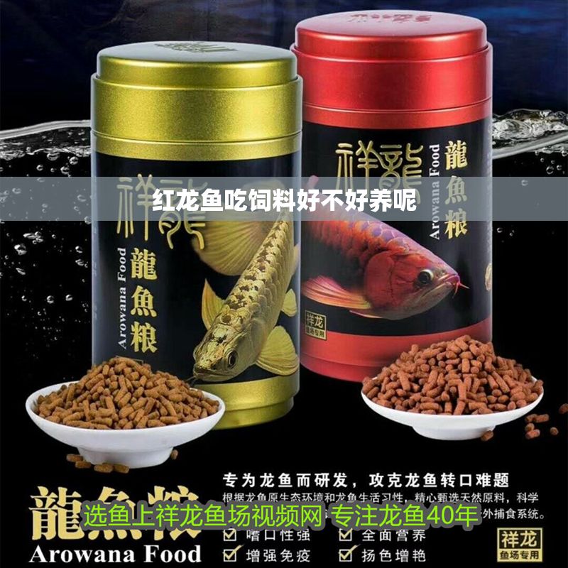 紅龍魚吃飼料好不好養呢