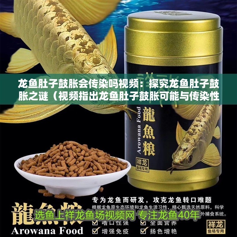 龍魚肚子鼓脹會傳染嗎視頻：探究龍魚肚子鼓脹之謎（視頻指出龍魚肚子鼓脹可能與傳染性疾病有關(guān)，缺乏科學依據(jù)）