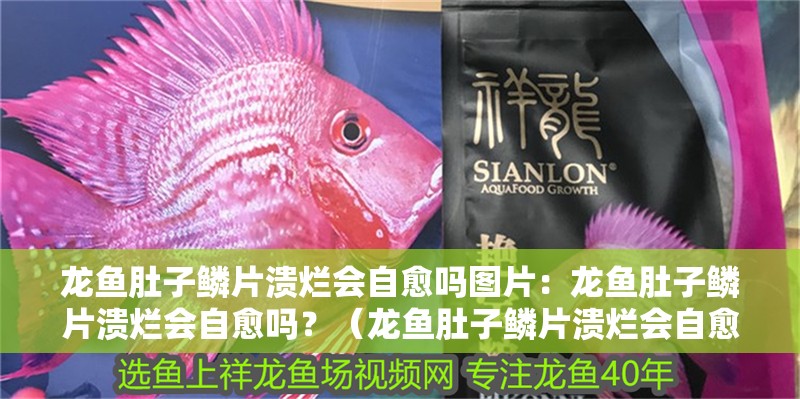 龍魚肚子鱗片潰爛會自愈嗎圖片：龍魚肚子鱗片潰爛會自愈嗎？（龍魚肚子鱗片潰爛會自愈嗎龍魚肚子鱗片潰爛會自愈嗎）