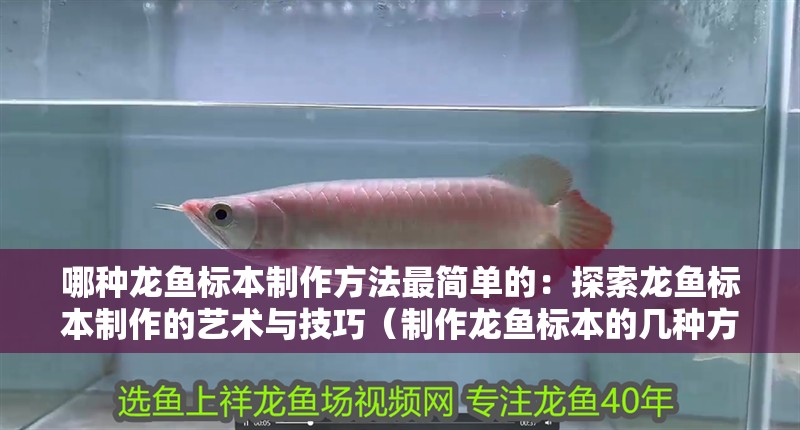 哪種龍魚標本制作方法最簡單的：探索龍魚標本制作的藝術與技巧（制作龍魚標本的幾種方法）