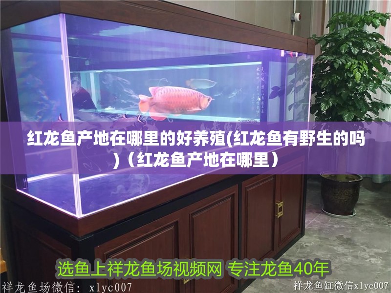 紅龍魚產(chǎn)地在哪里的好養(yǎng)殖(紅龍魚有野生的嗎)（紅龍魚產(chǎn)地在哪里） 紅龍魚產(chǎn)地在哪里的好養(yǎng)殖(紅龍魚有野生的嗎)（紅龍魚產(chǎn)地在哪里） 觀賞魚百科
