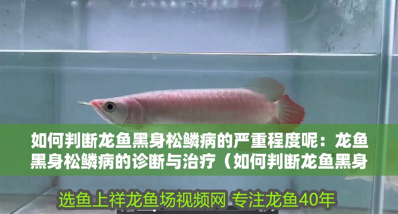 如何判斷龍魚黑身松鱗病的嚴重程度呢：龍魚黑身松鱗病的診斷與治療（如何判斷龍魚黑身松鱗病的嚴重程度）