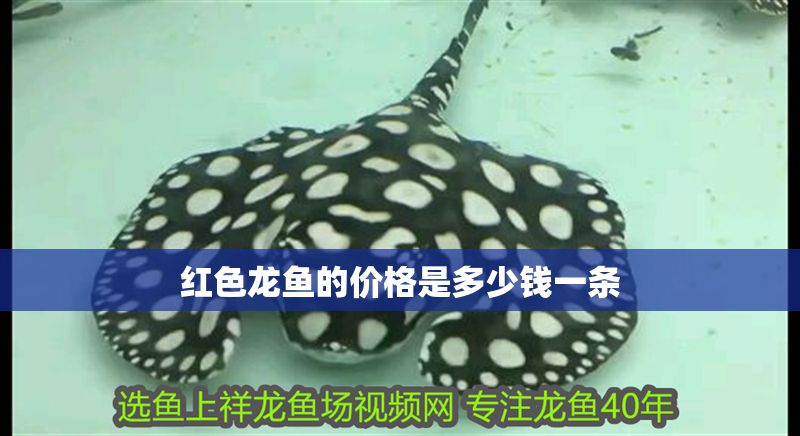 紅色龍魚的價格是多少錢一條
