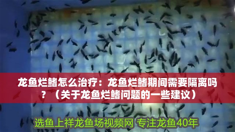 龍魚爛鰭怎么治療：龍魚爛鰭期間需要隔離嗎？（關(guān)于龍魚爛鰭問(wèn)題的一些建議）