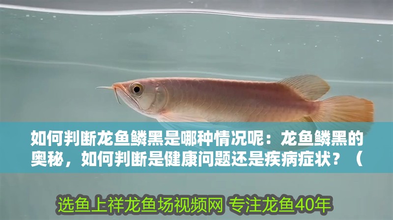 如何判斷龍魚鱗黑是哪種情況呢：龍魚鱗黑的奧秘，如何判斷是健康問題還是疾病癥狀？（如何判斷龍魚的鱗片變黑）