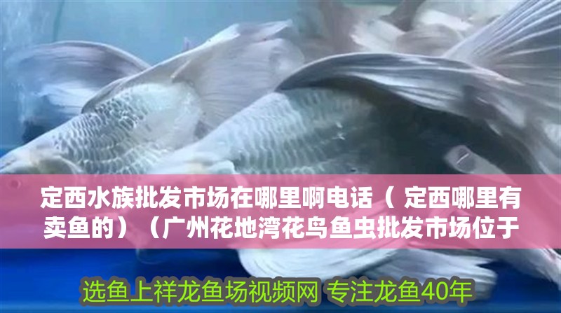 定西水族批發(fā)市場在哪里啊電話（ 定西哪里有賣魚的）（廣州花地灣花鳥魚蟲批發(fā)市場位于廣州花鳥魚蟲批發(fā)市場） 定西水族批發(fā)市場在哪里啊電話（ 定西哪里有賣魚的）（廣州花地灣花鳥魚蟲批發(fā)市場位于廣州花鳥魚蟲批發(fā)市場） 觀賞魚百科