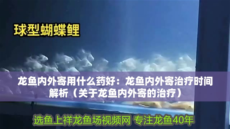 龍魚內外寄用什么藥好：龍魚內外寄治療時間解析（關于龍魚內外寄的治療）