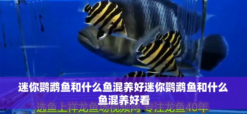 迷你鸚鵡魚和什么魚混養好迷你鸚鵡魚和什么魚混養好看