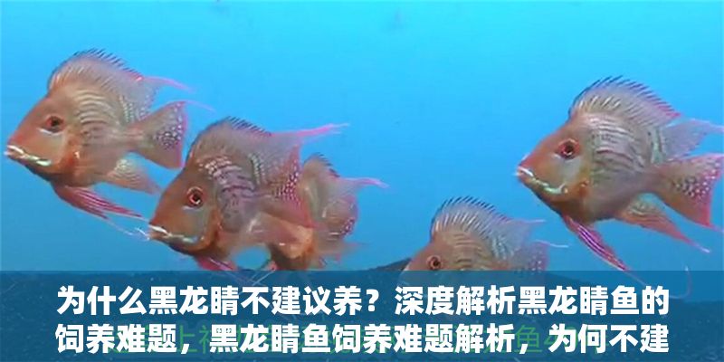 為什么黑龍睛不建議養？深度解析黑龍睛魚的飼養難題，黑龍睛魚飼養難題解析，為何不建議新手養殖？ 為什么黑龍睛不建議養？深度解析黑龍睛魚的飼養難題，黑龍睛魚飼養難題解析，為何不建議新手養殖？ 龍魚百科 第1張