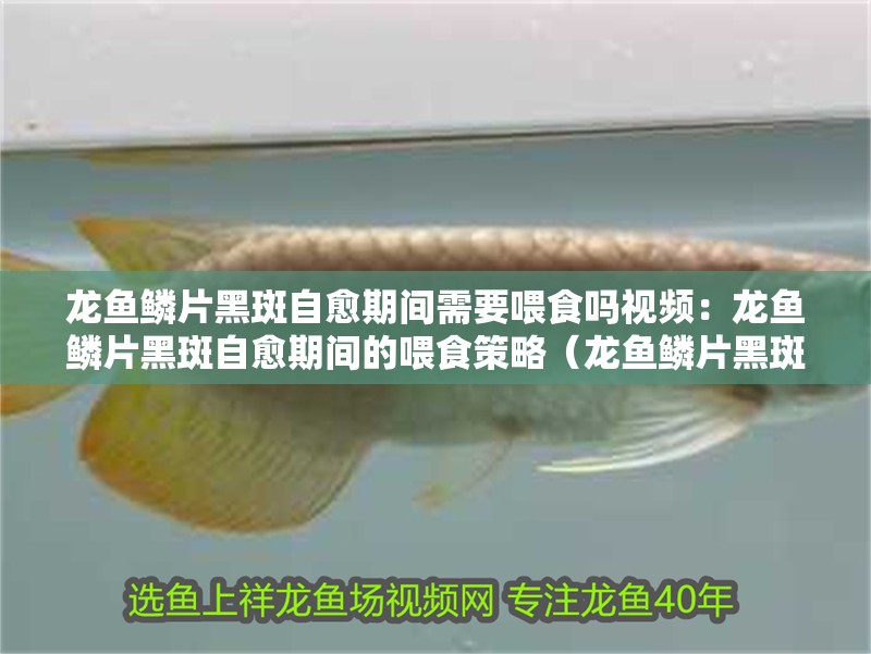 龍魚鱗片黑斑自愈期間需要喂食嗎視頻：龍魚鱗片黑斑自愈期間的喂食策略（龍魚鱗片黑斑自愈期間如何喂食）