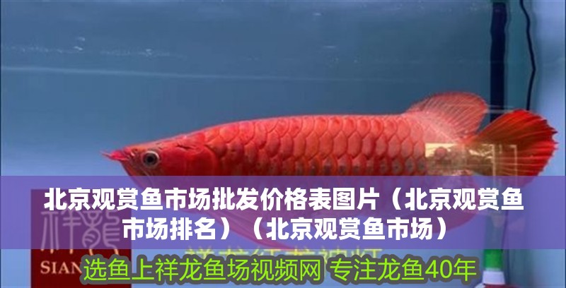 北京觀賞魚市場批發價格表圖片（北京觀賞魚市場排名）（北京觀賞魚市場）