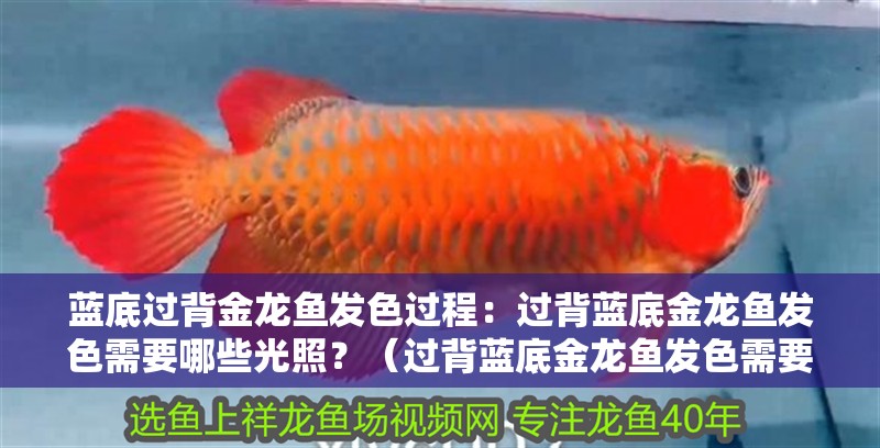 藍底過背金龍魚發色過程：過背藍底金龍魚發色需要哪些光照？（過背藍底金龍魚發色需要哪些光照，）