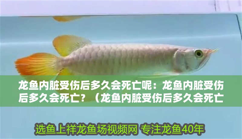 龍魚(yú)內(nèi)臟受傷后多久會(huì)死亡呢：龍魚(yú)內(nèi)臟受傷后多久會(huì)死亡？（龍魚(yú)內(nèi)臟受傷后多久會(huì)死亡）