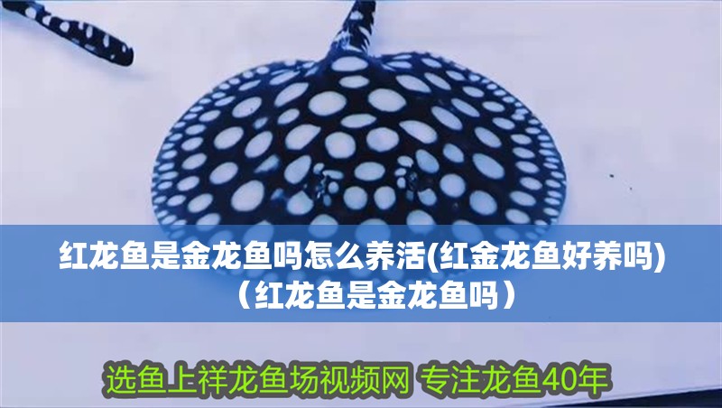 紅龍魚是金龍魚嗎怎么養(yǎng)活(紅金龍魚好養(yǎng)嗎)（紅龍魚是金龍魚嗎）