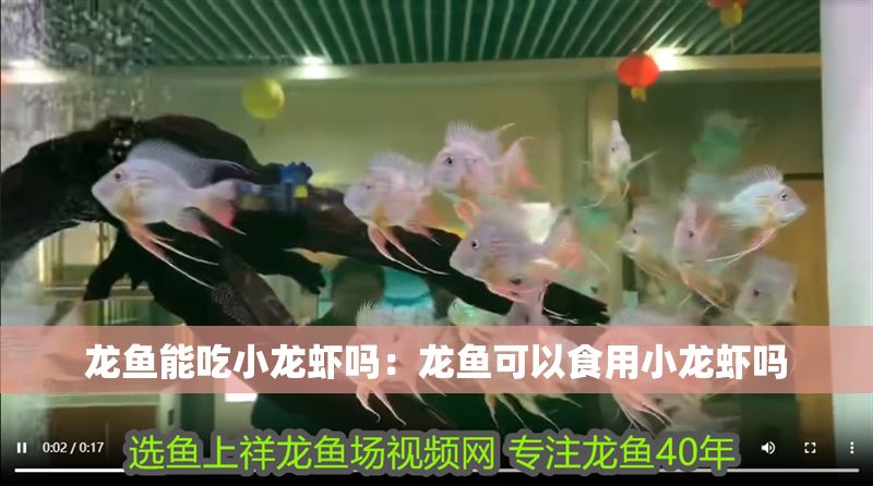 龍魚能吃小龍蝦嗎：龍魚可以食用小龍蝦嗎