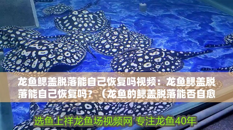 龍魚鰓蓋脫落能自己恢復嗎視頻：龍魚鰓蓋脫落能自己恢復嗎？（龍魚的鰓蓋脫落能否自愈）
