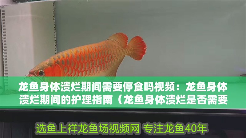 龍魚身體潰爛期間需要停食嗎視頻：龍魚身體潰爛期間的護理指南（龍魚身體潰爛是否需要停食）