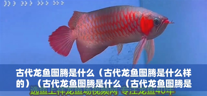 古代龍魚圖騰是什么（古代龍魚圖騰是什么樣的）（古代龍魚圖騰是什么（古代龍魚圖騰是什么（古代龍魚圖騰是什么））