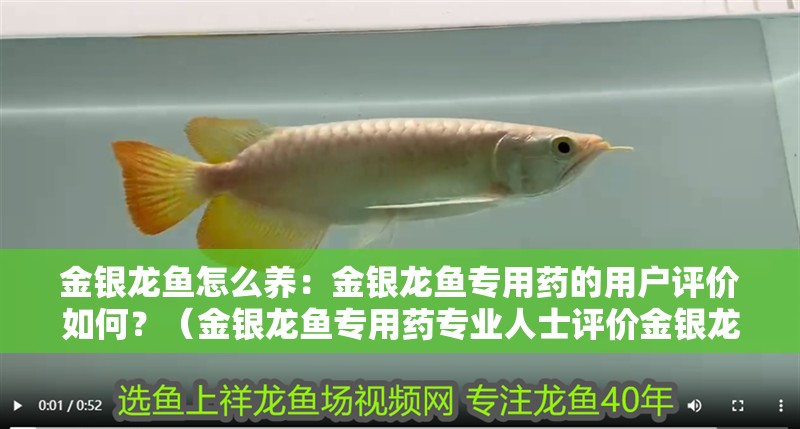 金銀龍魚怎么養：金銀龍魚專用藥的用戶評價如何？（金銀龍魚專用藥專業人士評價金銀龍魚專用藥的使用原理）