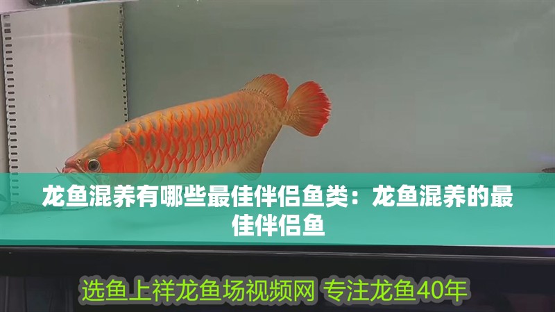 龍魚混養(yǎng)有哪些最佳伴侶魚類：龍魚混養(yǎng)的最佳伴侶魚