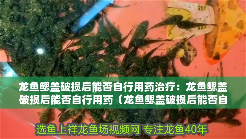 龍魚鰓蓋破損后能否自行用藥治療：龍魚鰓蓋破損后能否自行用藥（龍魚鰓蓋破損后能否自行用藥治療龍魚鰓蓋破損后能自行用藥嗎）
