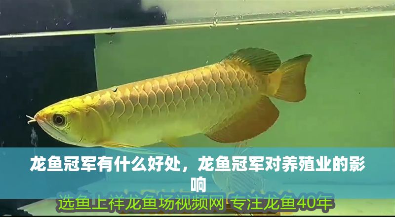 龍魚冠軍有什么好處，龍魚冠軍對養殖業的影響