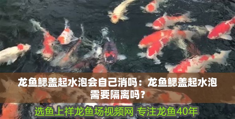 龍魚鰓蓋起水泡會自己消嗎：龍魚鰓蓋起水泡需要隔離嗎？