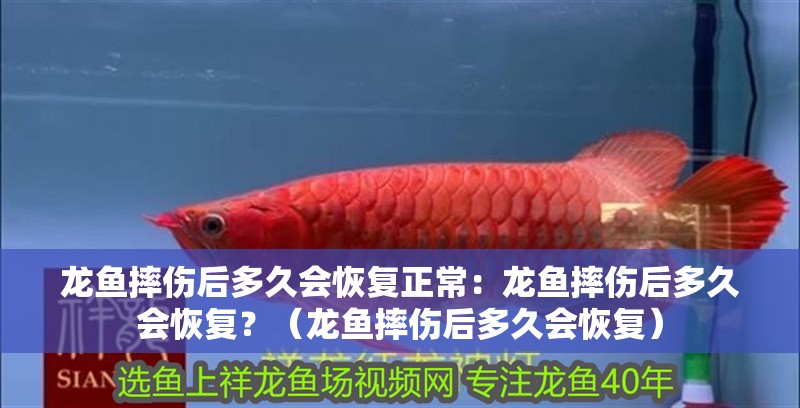 龍魚摔傷后多久會恢復(fù)正常：龍魚摔傷后多久會恢復(fù)？（龍魚摔傷后多久會恢復(fù)）