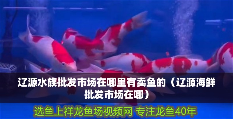 遼源水族批發市場在哪里有賣魚的（遼源海鮮批發市場在哪）