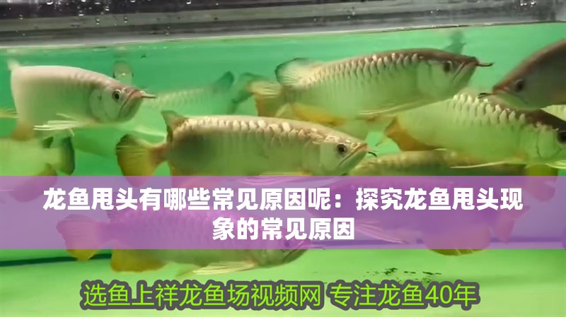 龍魚甩頭有哪些常見原因呢：探究龍魚甩頭現象的常見原因
