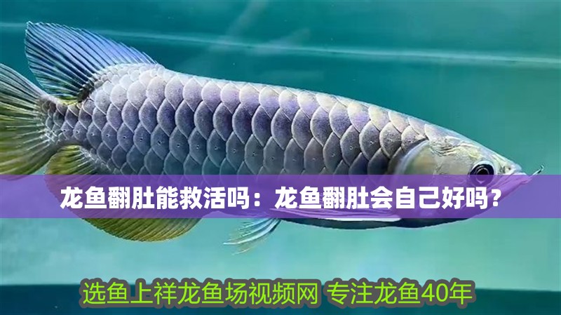 龍魚翻肚能救活嗎：龍魚翻肚會自己好嗎？