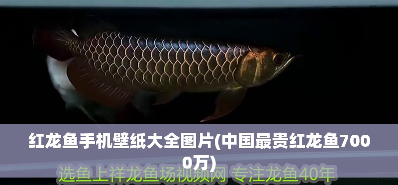 紅龍魚手機壁紙大全圖片(中國最貴紅龍魚7000萬)