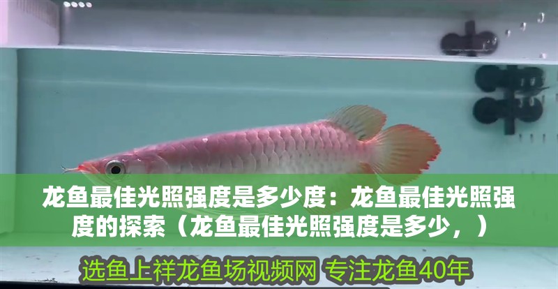 龍魚最佳光照強度是多少度：龍魚最佳光照強度的探索（龍魚最佳光照強度是多少，）