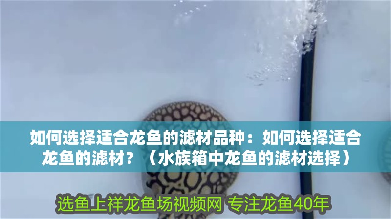 如何選擇適合龍魚的濾材品種：如何選擇適合龍魚的濾材？（水族箱中龍魚的濾材選擇）