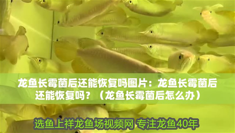 龍魚長霉菌后還能恢復嗎圖片：龍魚長霉菌后還能恢復嗎？（龍魚長霉菌后怎么辦）