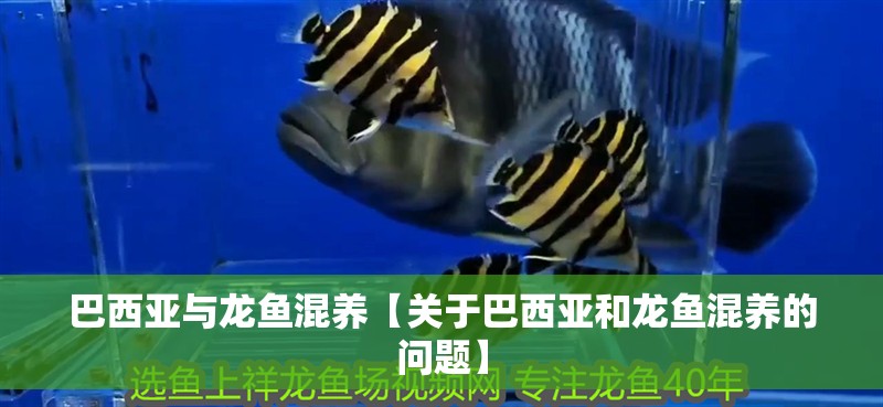 巴西亞與龍魚混養(yǎng)【關(guān)于巴西亞和龍魚混養(yǎng)的問題】