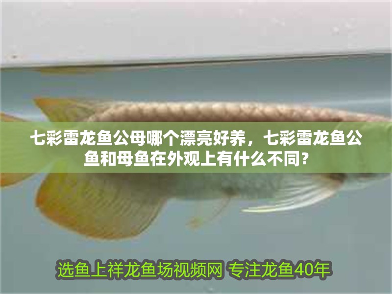 七彩雷龍魚公母哪個漂亮好養，七彩雷龍魚公魚和母魚在外觀上有什么不同？ 七彩雷龍魚公母哪個漂亮好養，七彩雷龍魚公魚和母魚在外觀上有什么不同？ 觀賞魚百科