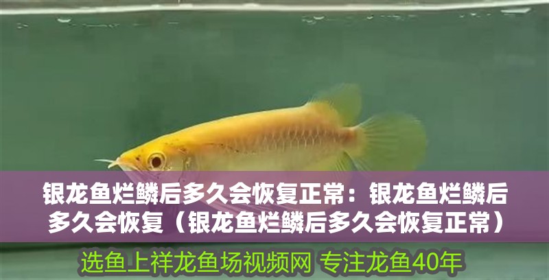銀龍魚爛鱗后多久會恢復正常：銀龍魚爛鱗后多久會恢復（銀龍魚爛鱗后多久會恢復正常）